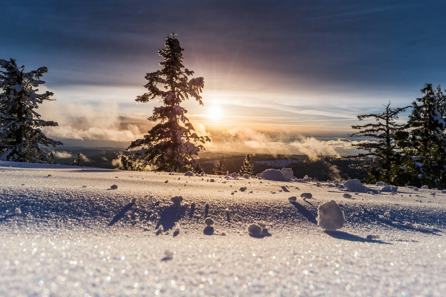 Sparkling snow in low sun, with snow-loaded evergreens on the skyline.